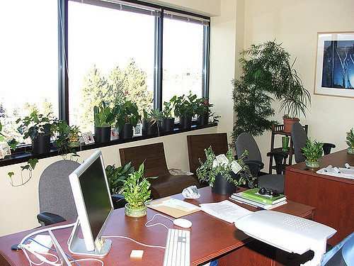  A green office has both health and productivity benefits.  