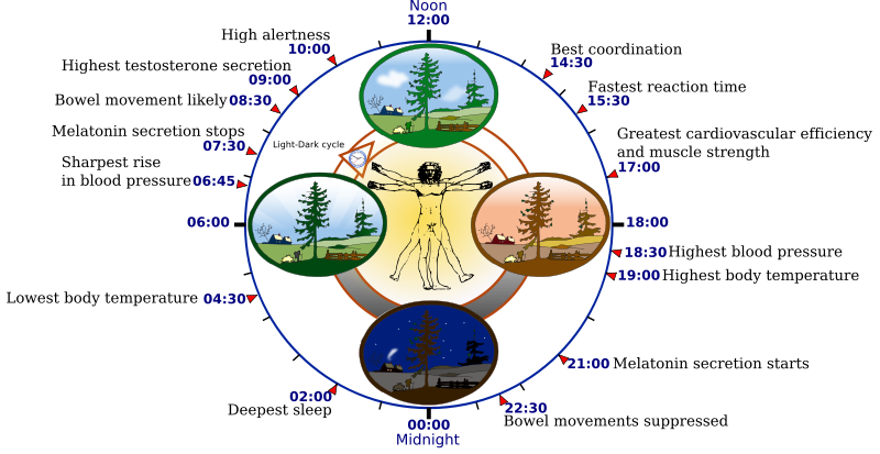 An example demonstrating optimal bodily functions in coordination with natural circadian clock cycles. 